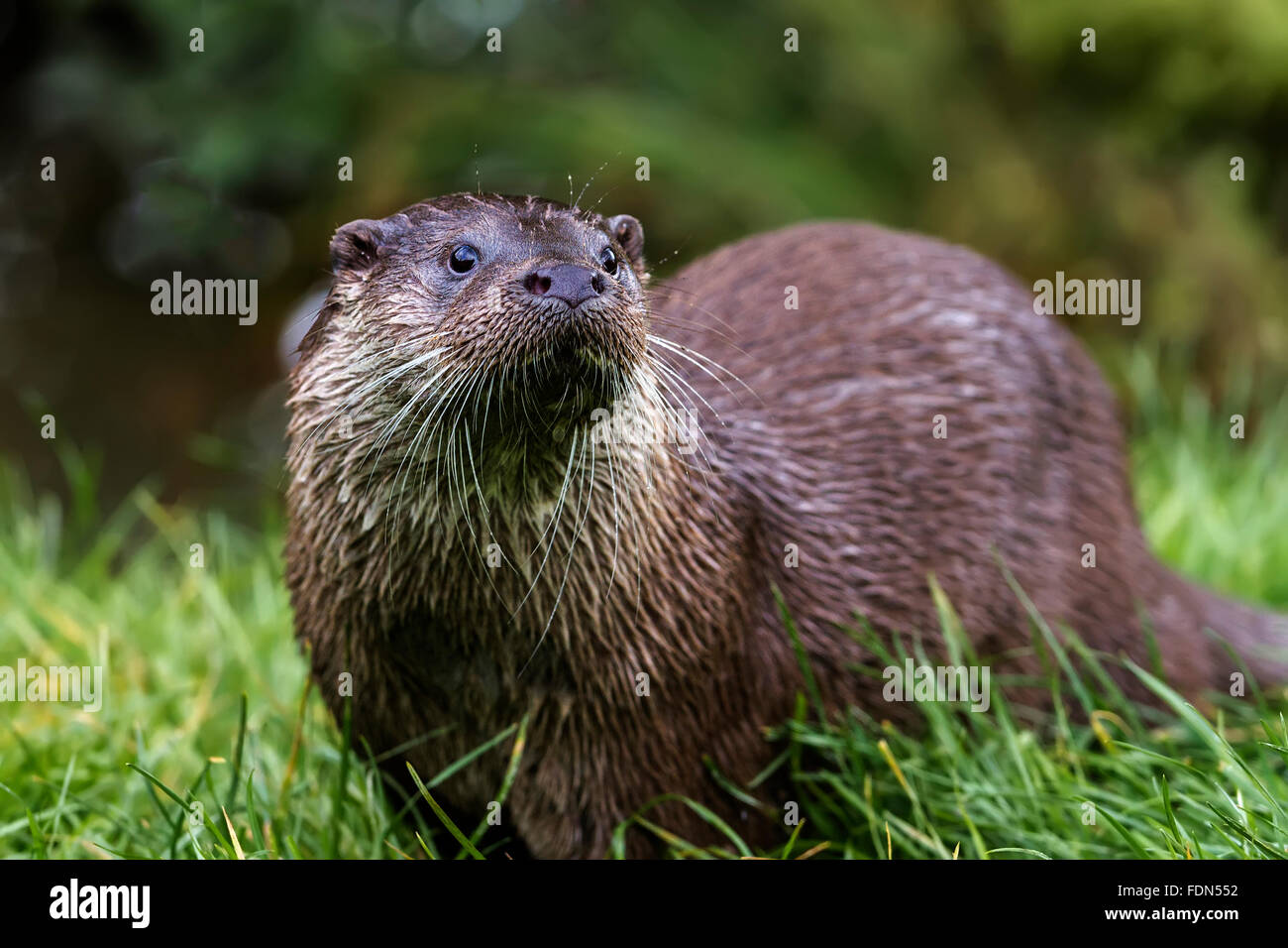 European Otter (Lutra lutra) UK Stock Photo