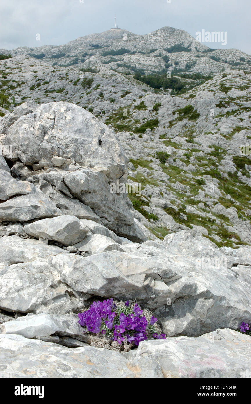 Biokovsko zvonce (Edraianthus pumilio) and peak Sveti Jure - Biokovo Nature Park - Dalmatia, Croatia Stock Photo
