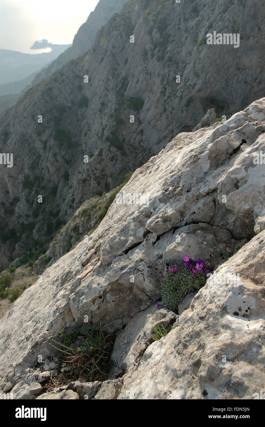 Biokovsko zvonce (Edraianthus pumilio) and Makarska - Biokovo Nature Park - Dalmatia, Croatia Stock Photo