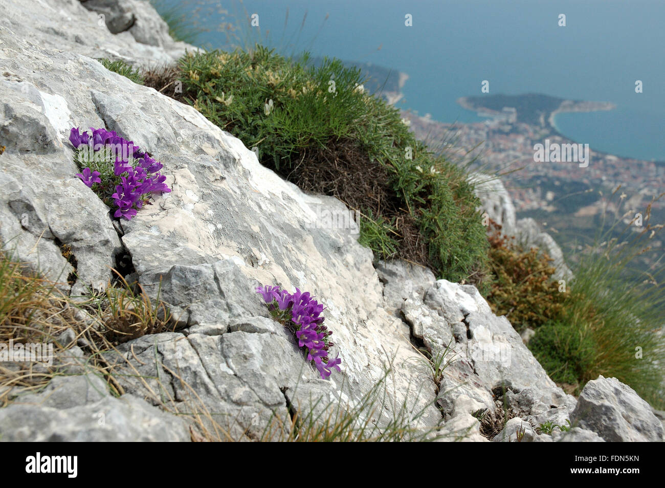 Biokovsko zvonce (Edraianthus pumilio) and Makarska - Biokovo Nature Park - Dalmatia, Croatia Stock Photo