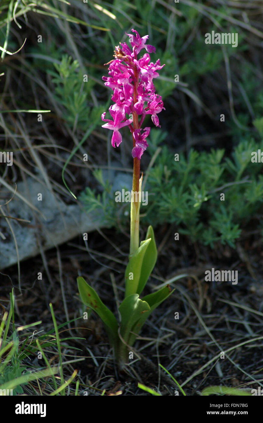 Orchid - Kaćun (Orchis) - Flowers and Plants - Biokovo Nature Park - Dalmatia, Croatia Stock Photo