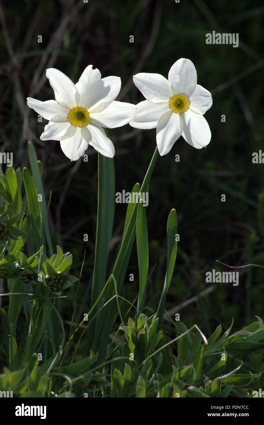 Daffodil (Narcissus radiiflorus) - Flowers and Plants - Biokovo Nature Park - Dalmatia, Croatia Stock Photo