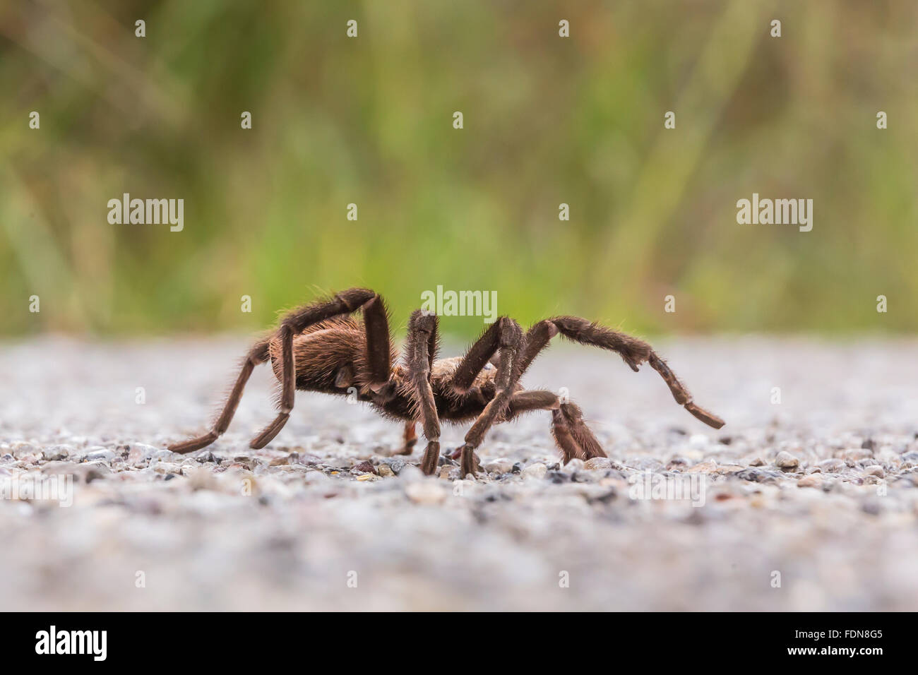 Male tarantula, Aphonopelma sp. in Chihuahuan Desert in Organ Mountains–Desert Peaks National Monument, New Mexico, USA Stock Photo