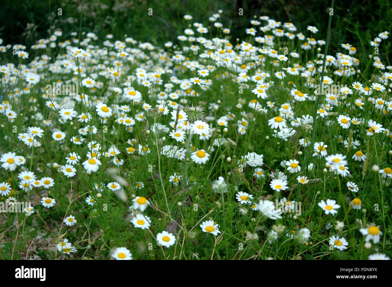 Buhač  (Dalmatian chrysanthemum / Tanacetum cinerariifolium) - Flowers and Plants - Biokovo Nature Park - Dalmatia, Croatia Stock Photo