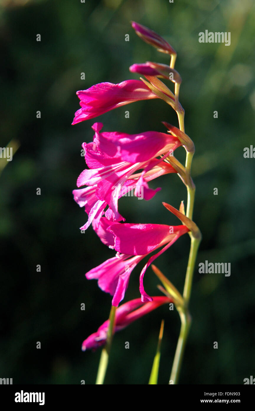 Gladiolus - Flowers and Plants - Biokovo Nature Park - Dalmatia, Croatia Stock Photo