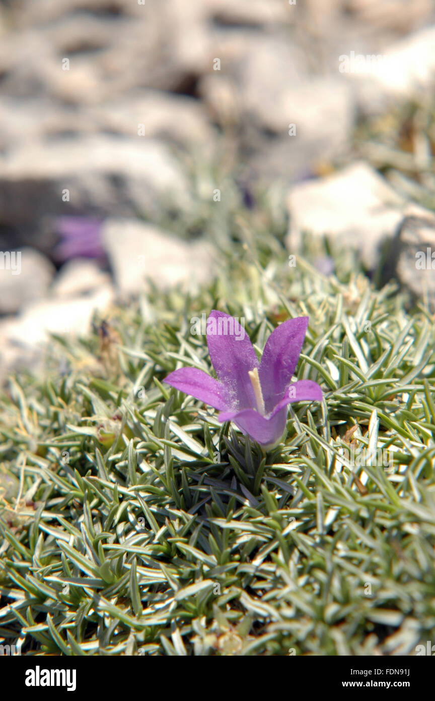 Biokovsko zvonce (Edraianthus pumilio) - Biokovo Nature Park - Dalmatia, Croatia Stock Photo