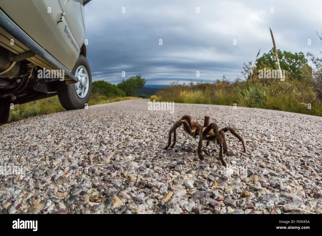 Male tarantula, Aphonopelma sp. in Chihuahuan Desert in Organ Mountains–Desert Peaks National Monument, New Mexico, USA Stock Photo