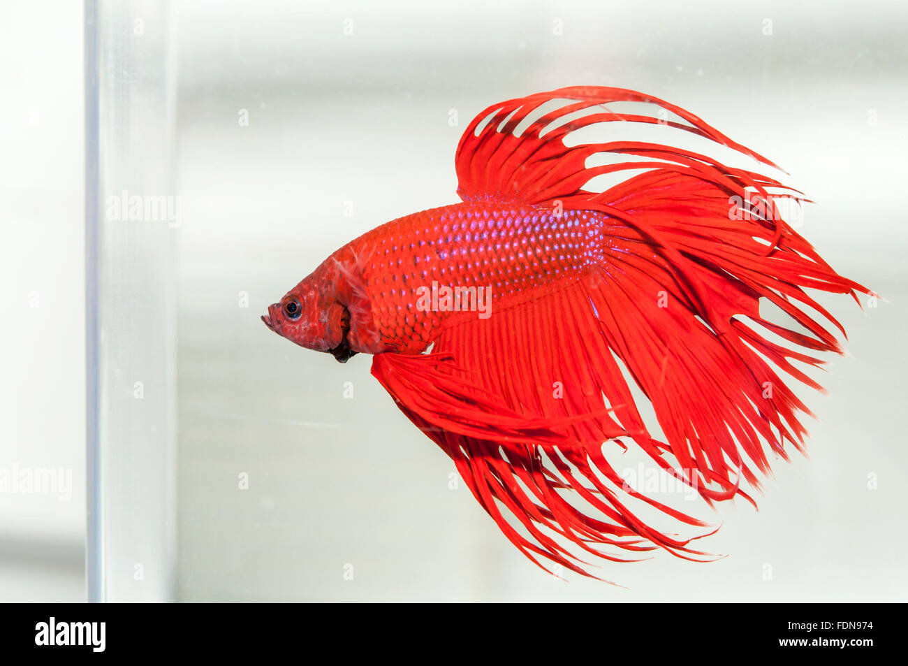 Red Beta Fish Stock Photo