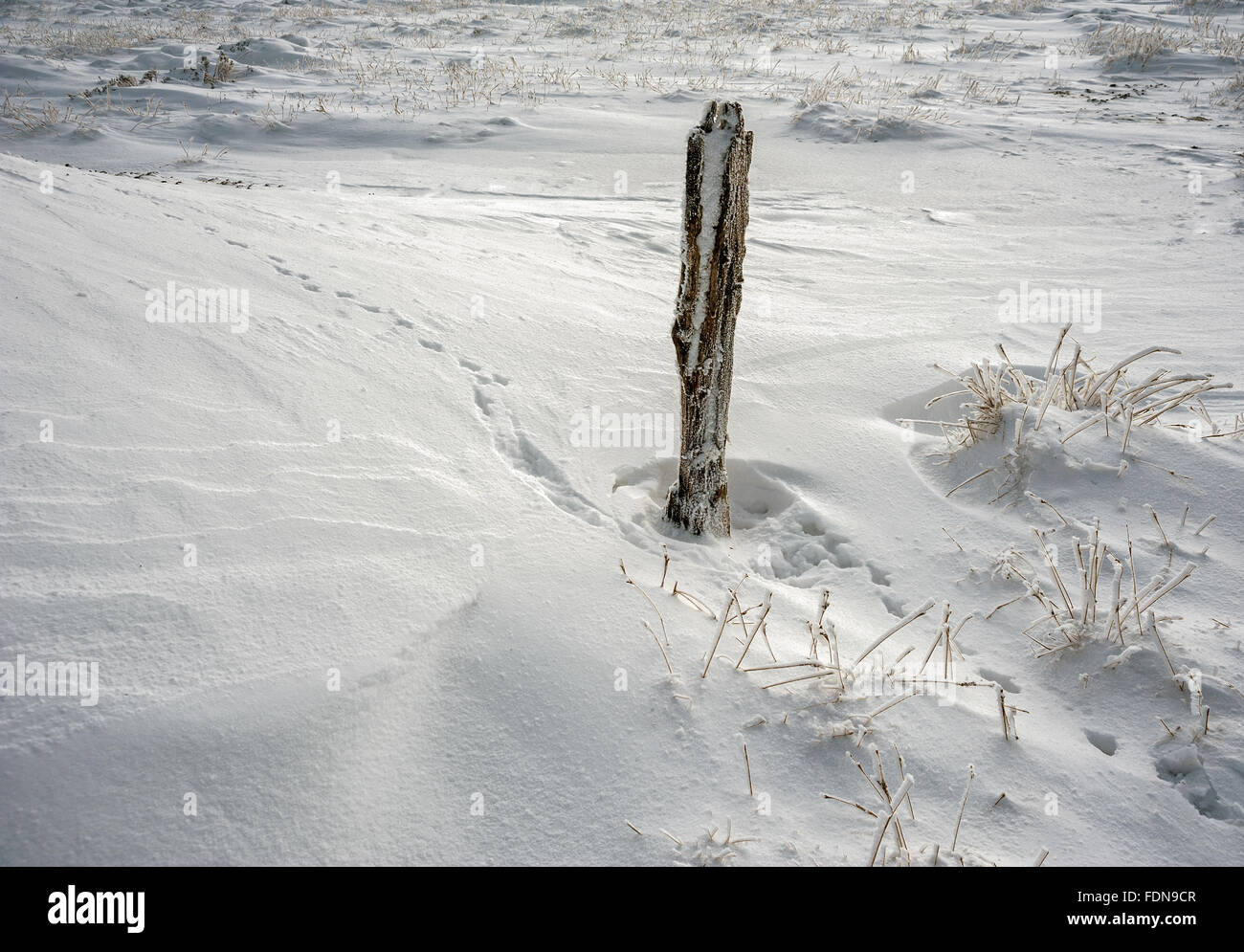 Animal tracks in the snow and old post Bowland Stock Photo