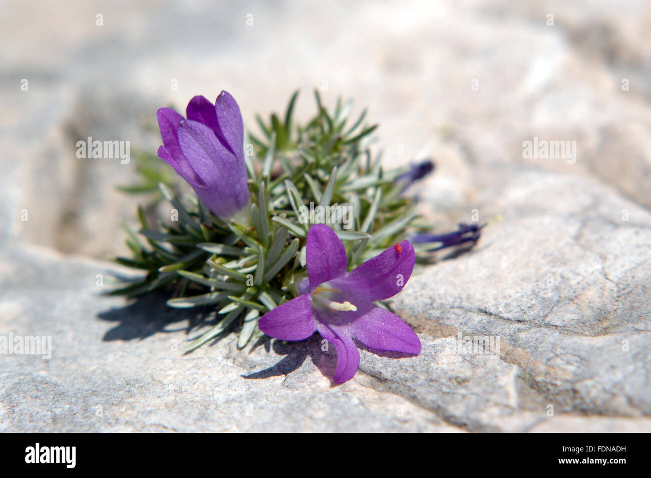 Biokovsko zvonce (Edraianthus pumilio) - Biokovo Nature Park - Dalmatia, Croatia Stock Photo