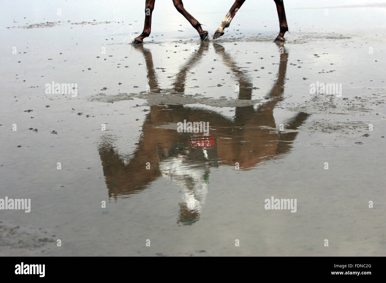 Cuxhaven, Germany, horse and jockey are reflected in Duhner Watt race in the water Stock Photo