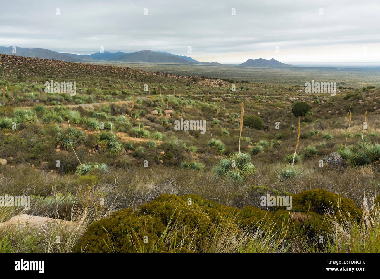 Chihuahuan Desert landscape in Aguirre Spring Campground in Organ MountainsDesert Peaks