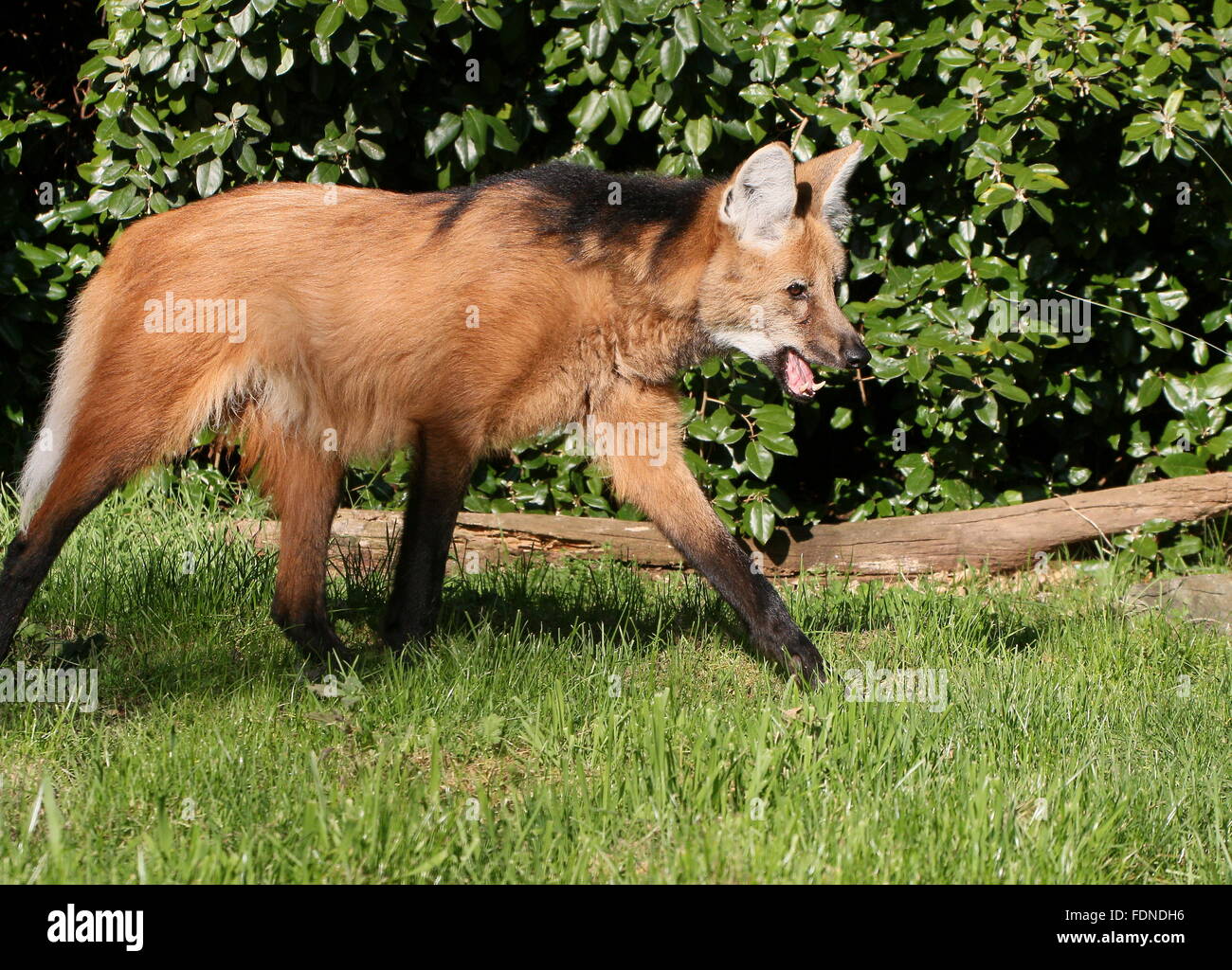 Ravenous South American Maned wolf (Chrysocyon brachyurus) walking through the grass, teeth bared Stock Photo