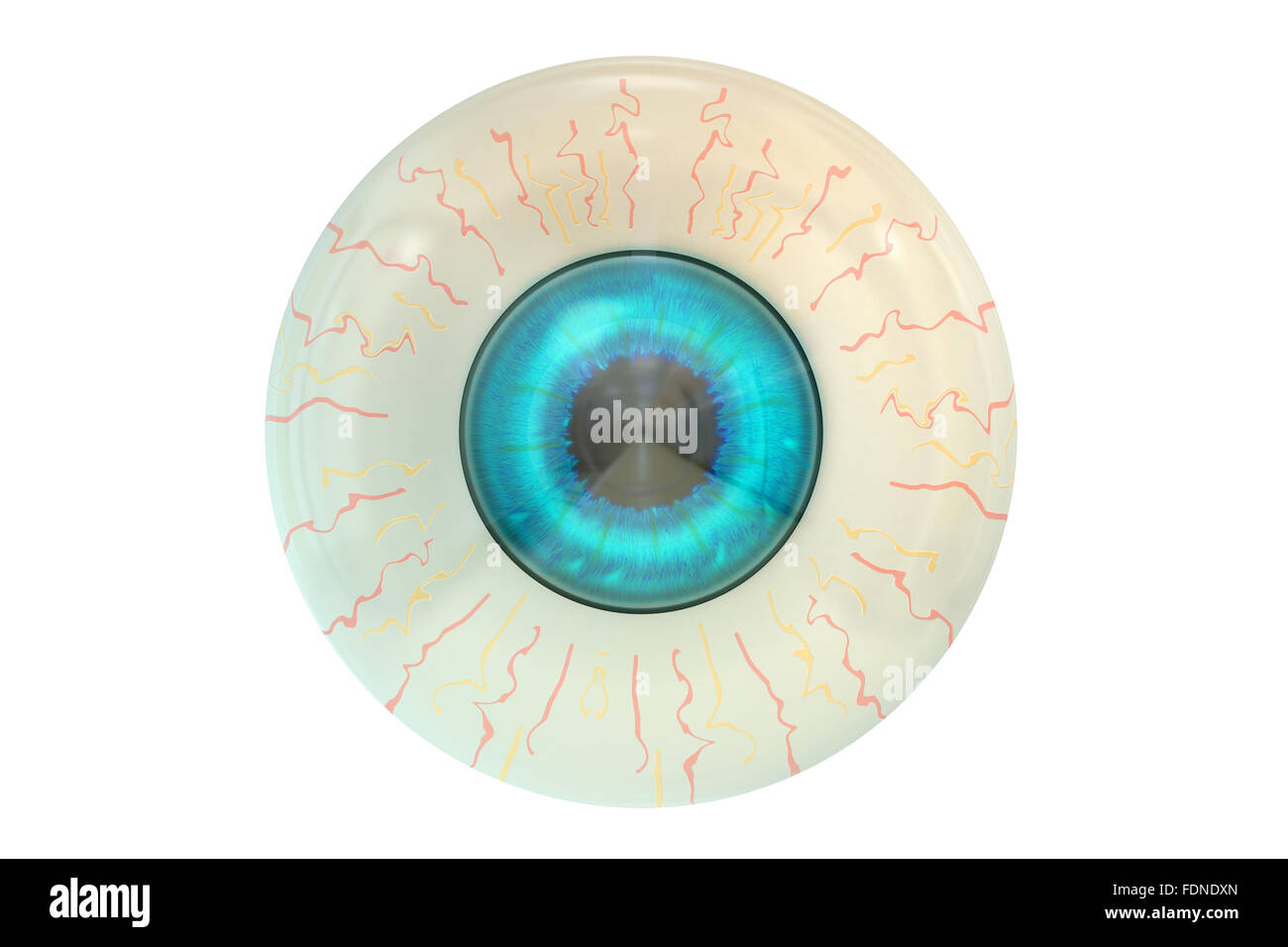 Human Eyeball isolated on white background Stock Photo