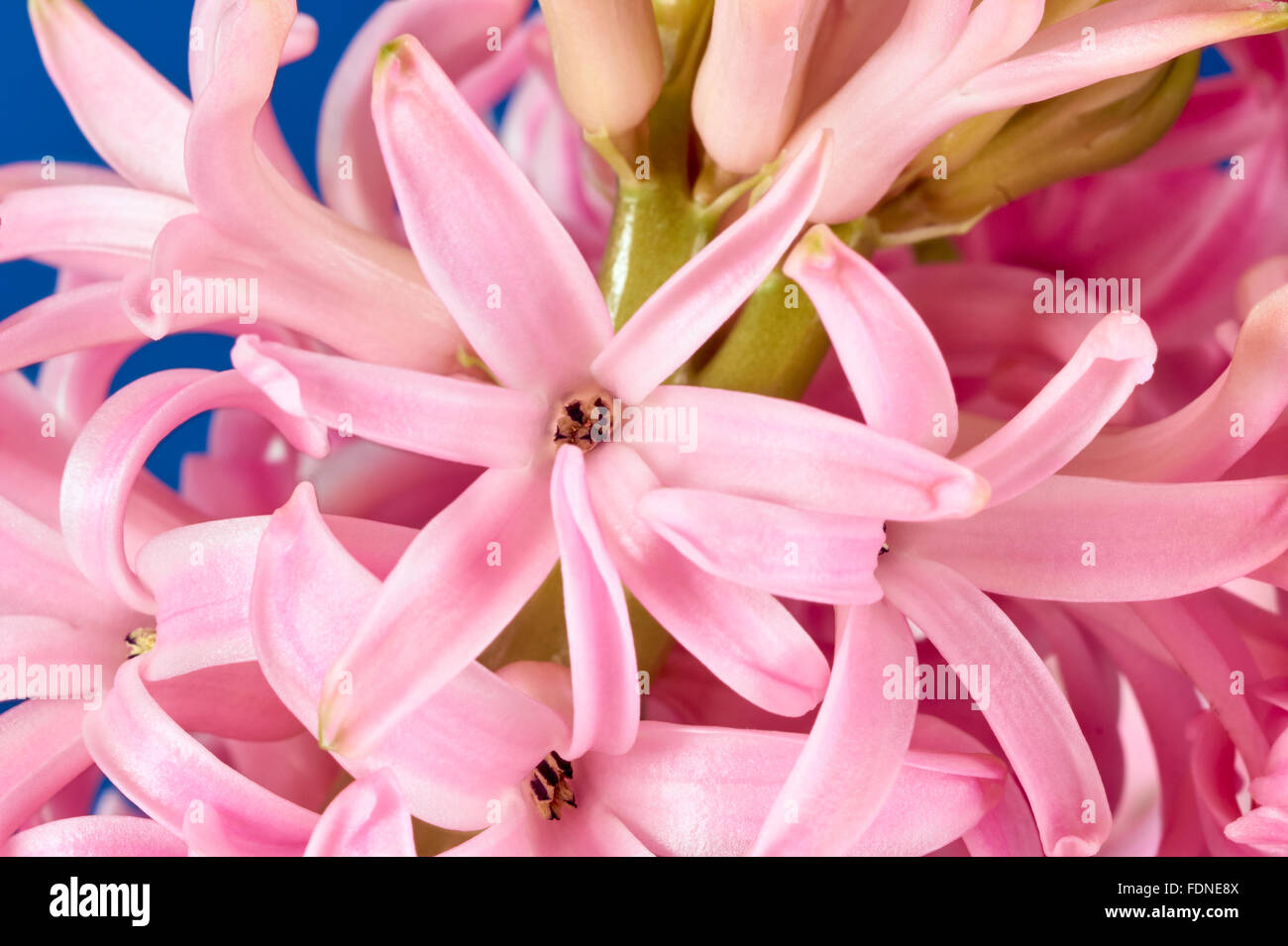 Beautiful bouquet of Blooming hyacinths Stock Photo Alamy