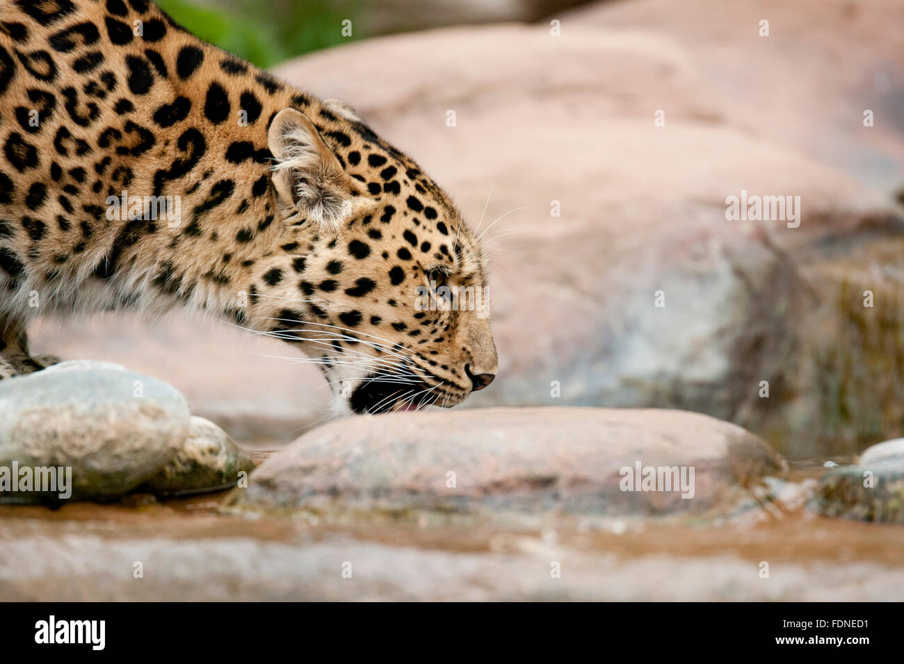 The Amur leopard is probably the most endangered big cat in the world, with as few as 45 adults left in the Wild (according to t Stock Photo