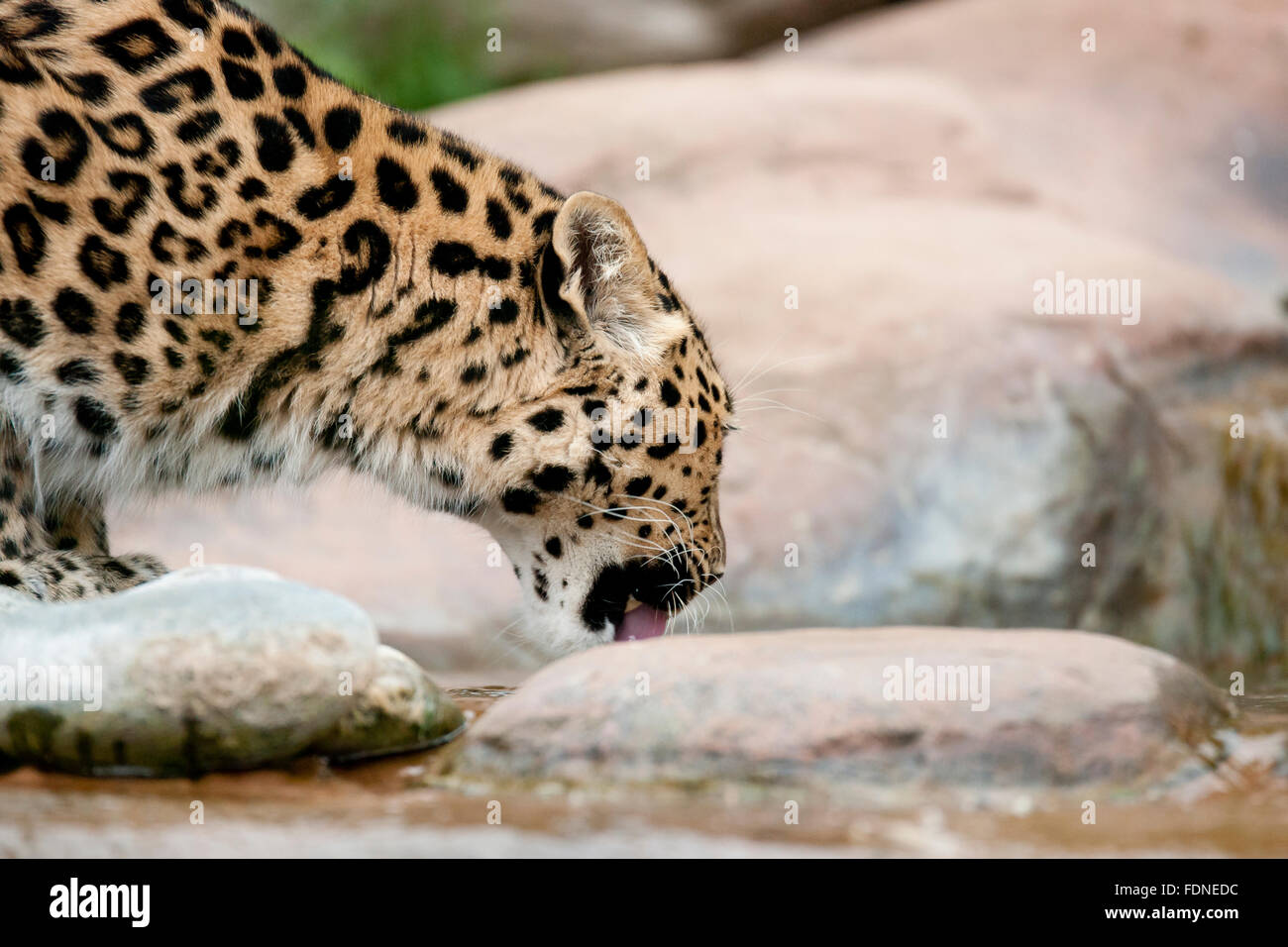 The Amur leopard is probably the most endangered big cat in the world, with as few as 45 adults left in the Wild Stock Photo
