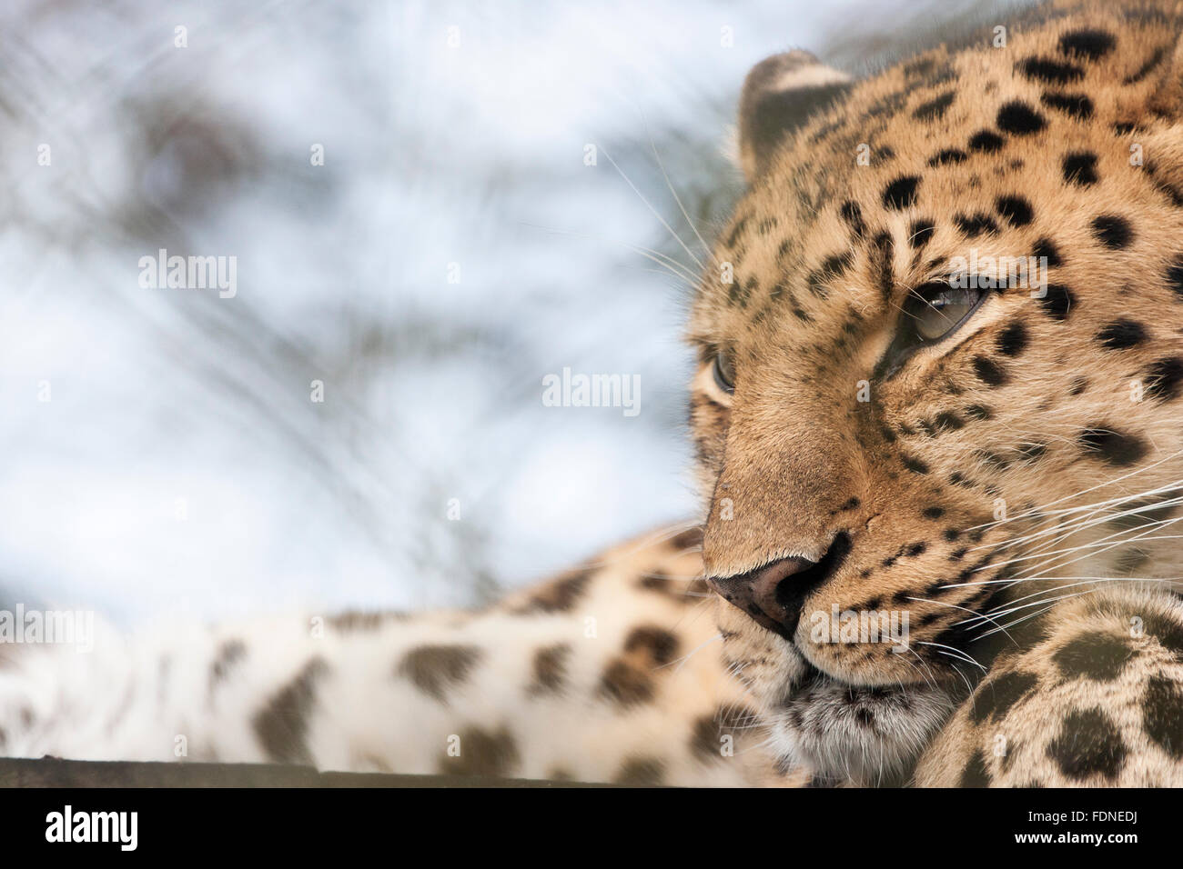 The Amur leopard is probably the most endangered big cat in the world, with as few as 45 adults left in the Wild Stock Photo