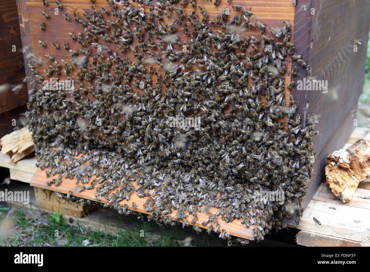 Berlin, Germany, hives depends on the outer wall of a hive Stock Photo