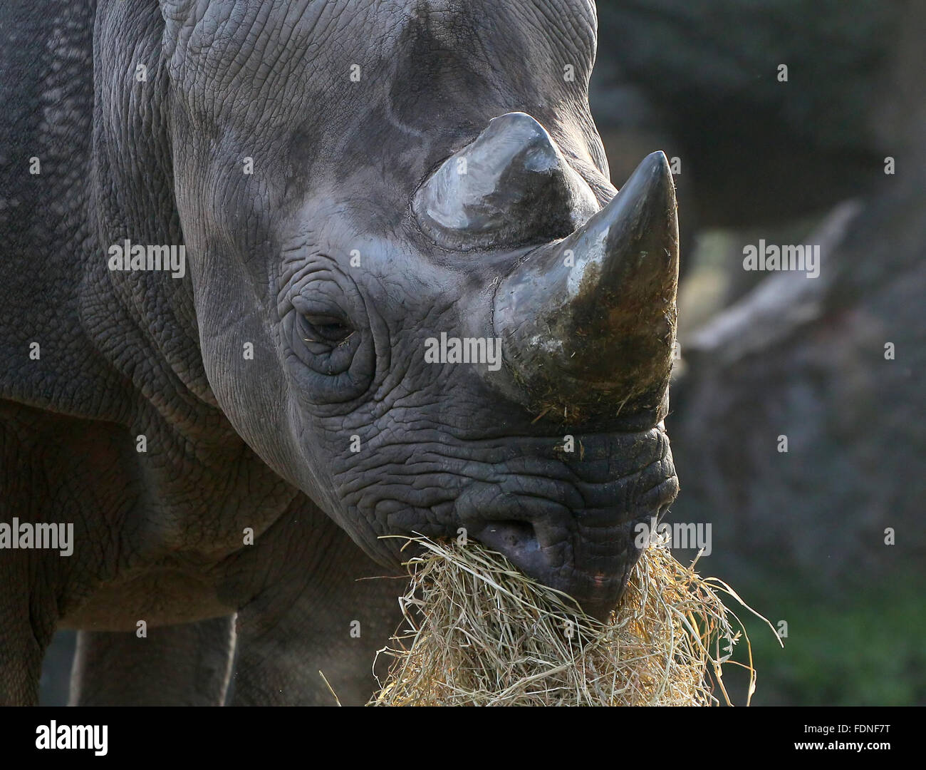 East African black or hook lipped rhino (Diceros bicornis) feeding on ...