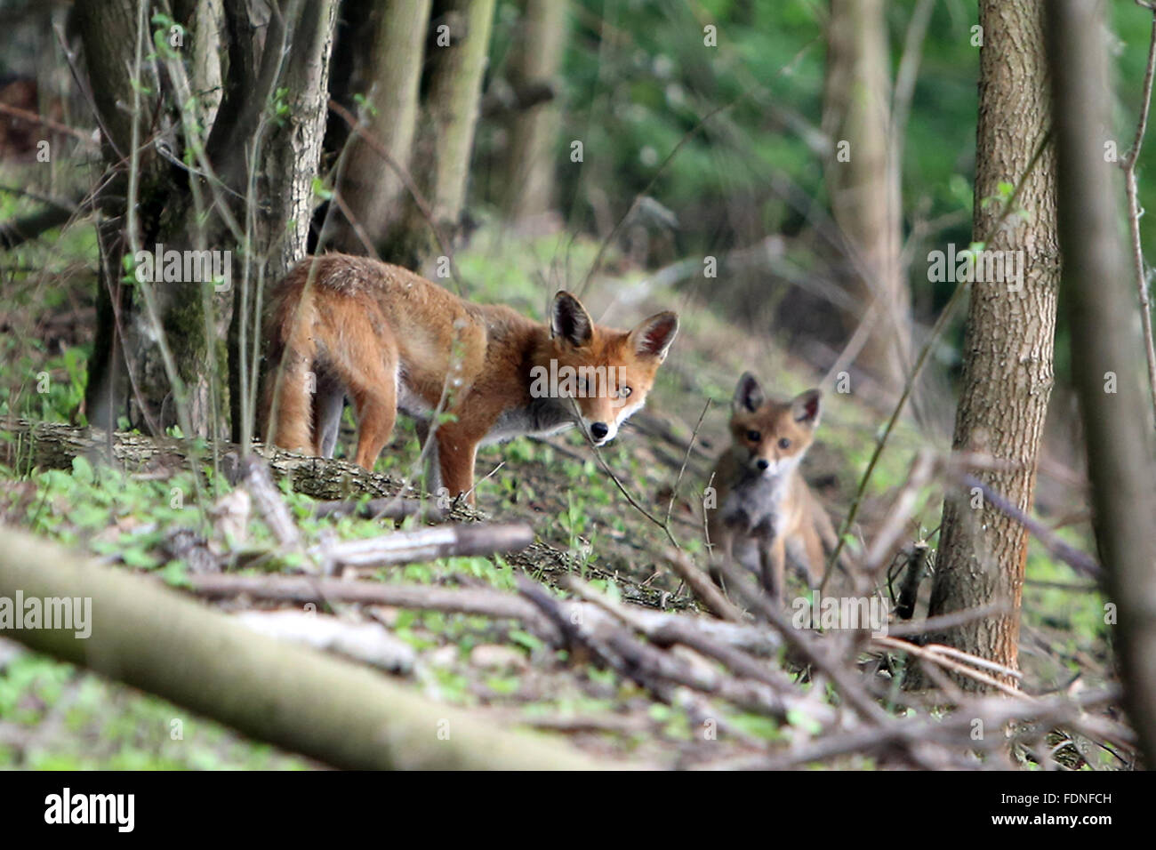 Berlin, Germany, foxes look attentive to the viewer Stock Photo