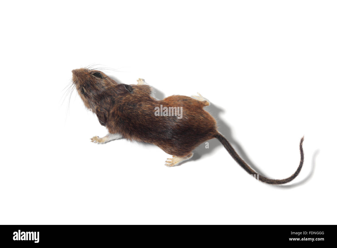 Studio shot of a mouse on white background Stock Photo