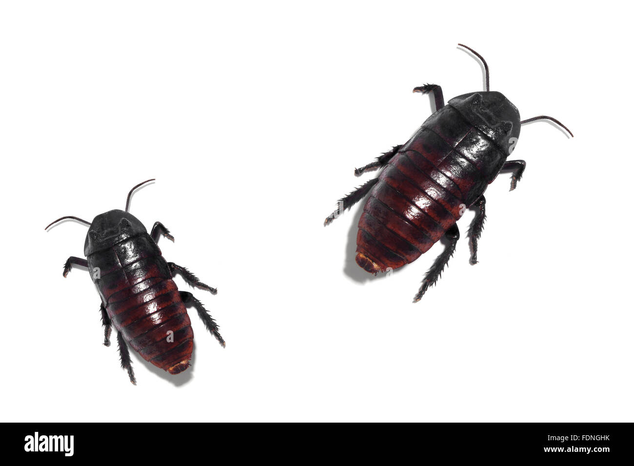 Studio shot of a madagascar Hissing Cockroaches Stock Photo