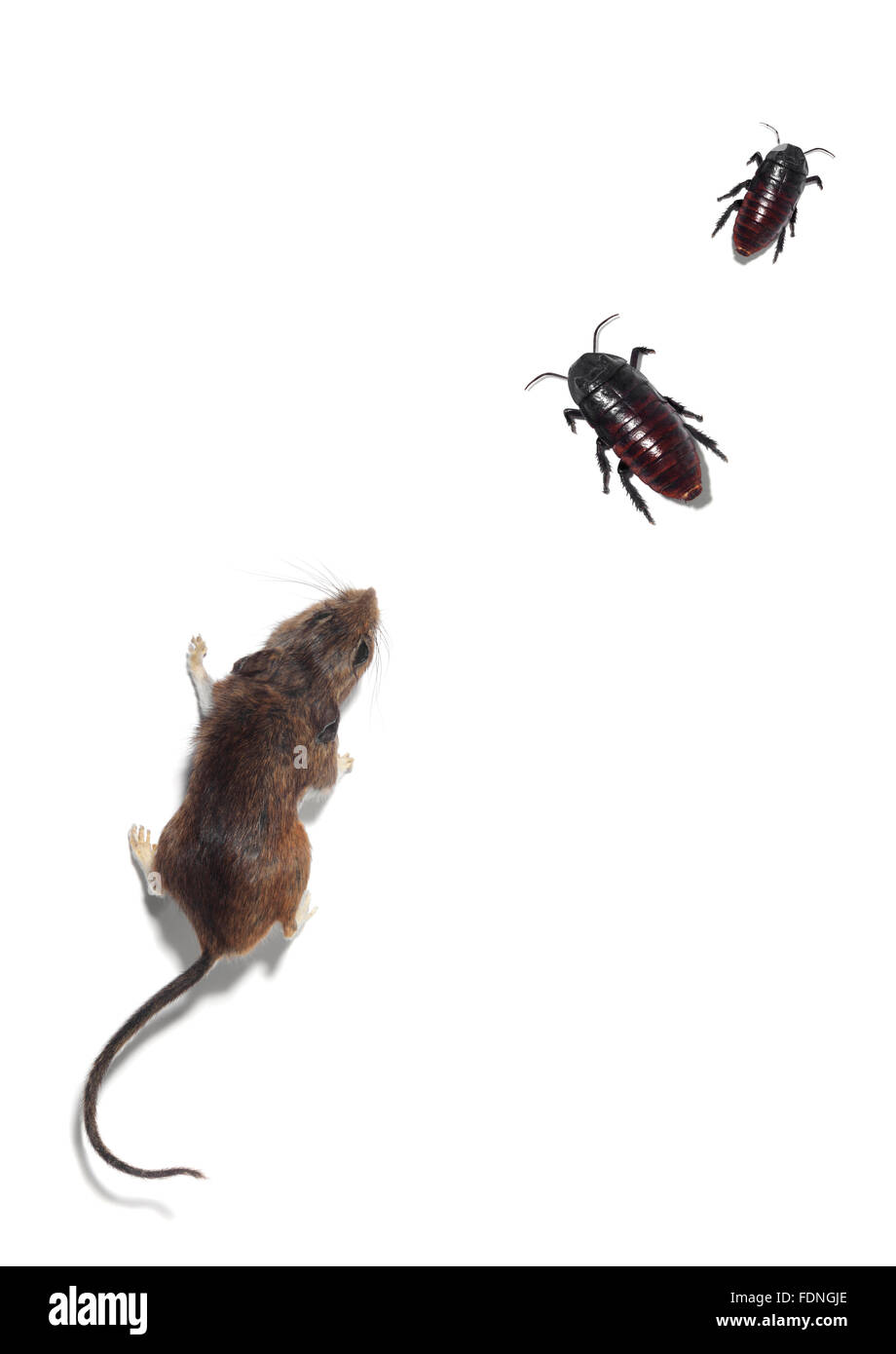 Studio shot of a Mouse and cockroaches Stock Photo