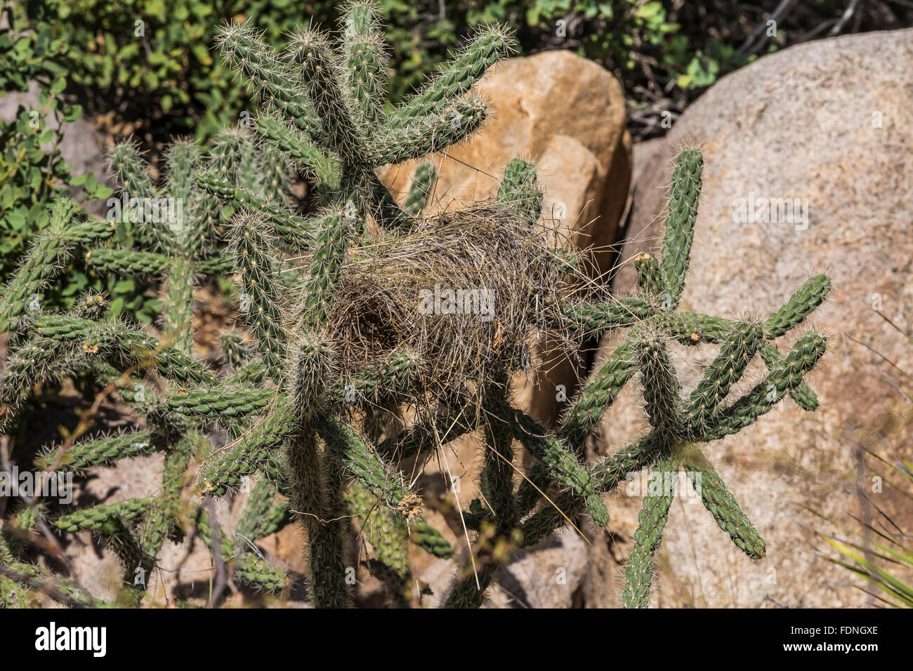 Cactus Wren, Campylorhynchus brunneicapillus, nest in a Cholla cactus in the Organ Mountains, New Mexico, USA Stock Photo