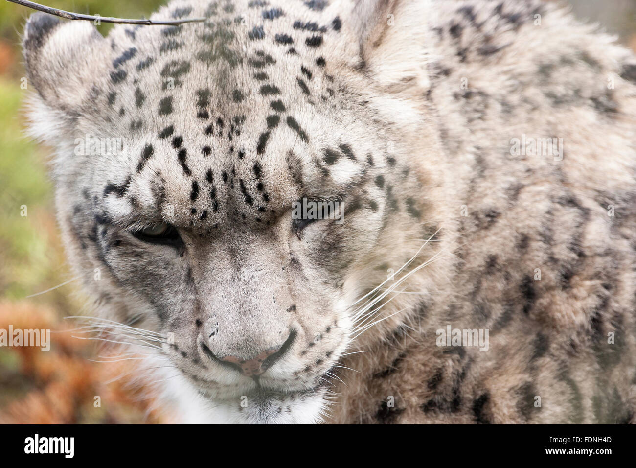Snow leopard close up portrait Stock Photo - Alamy