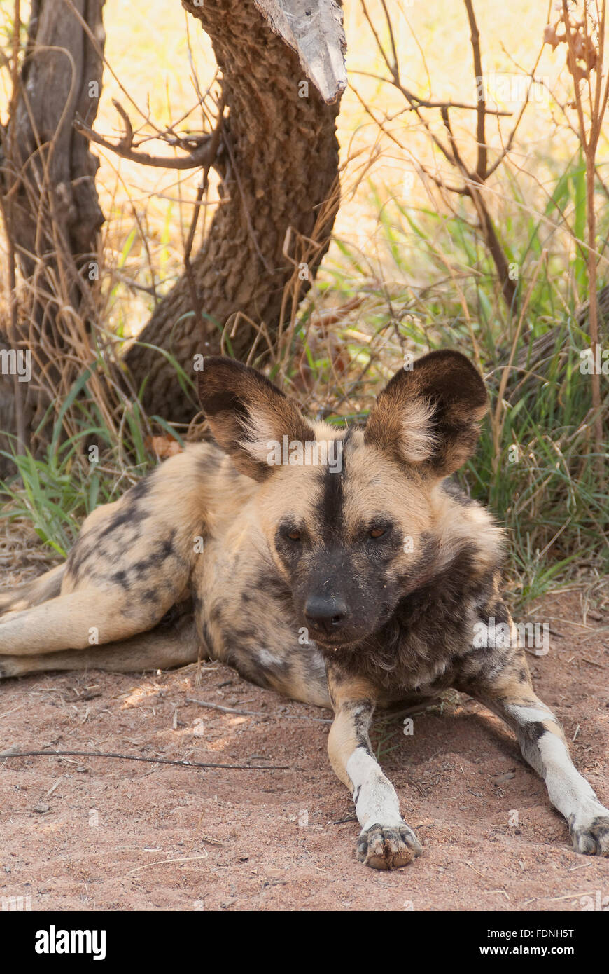 Wild dog portrait taken in South Africa Stock Photo - Alamy