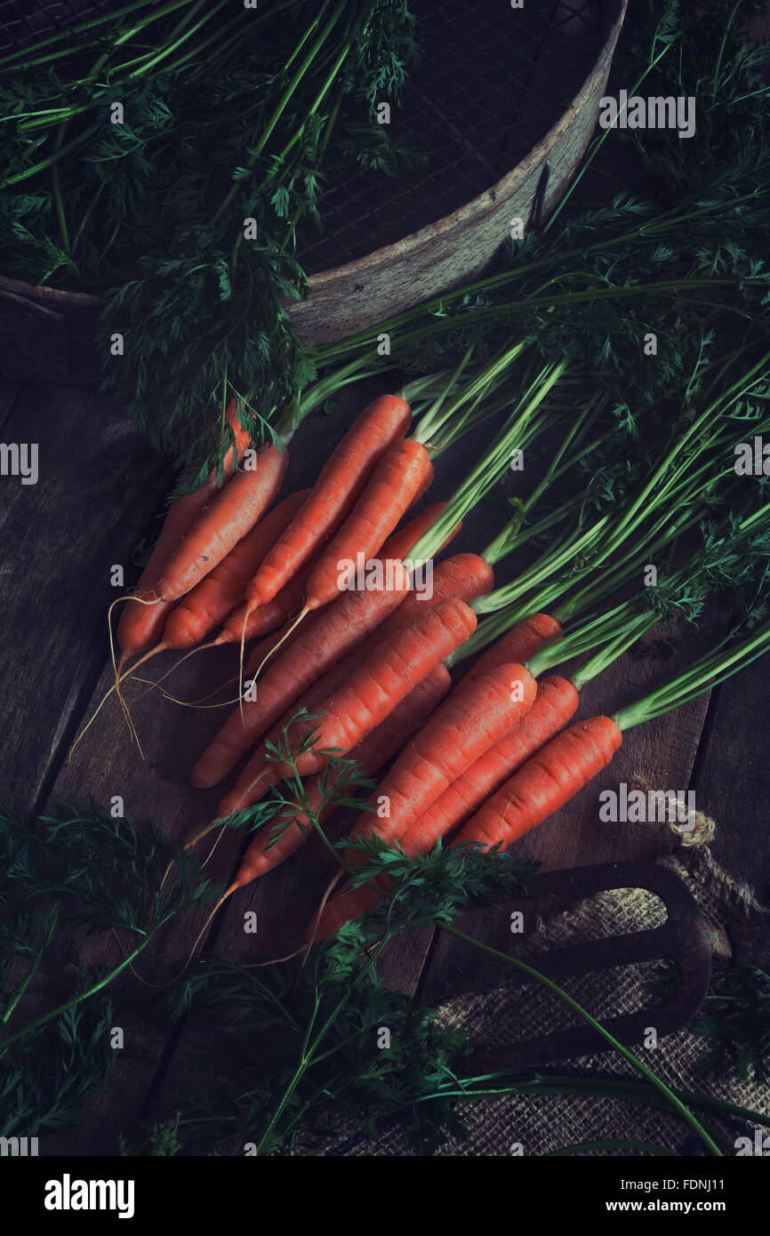 Some beautiful freshly picked organic carrots Stock Photo