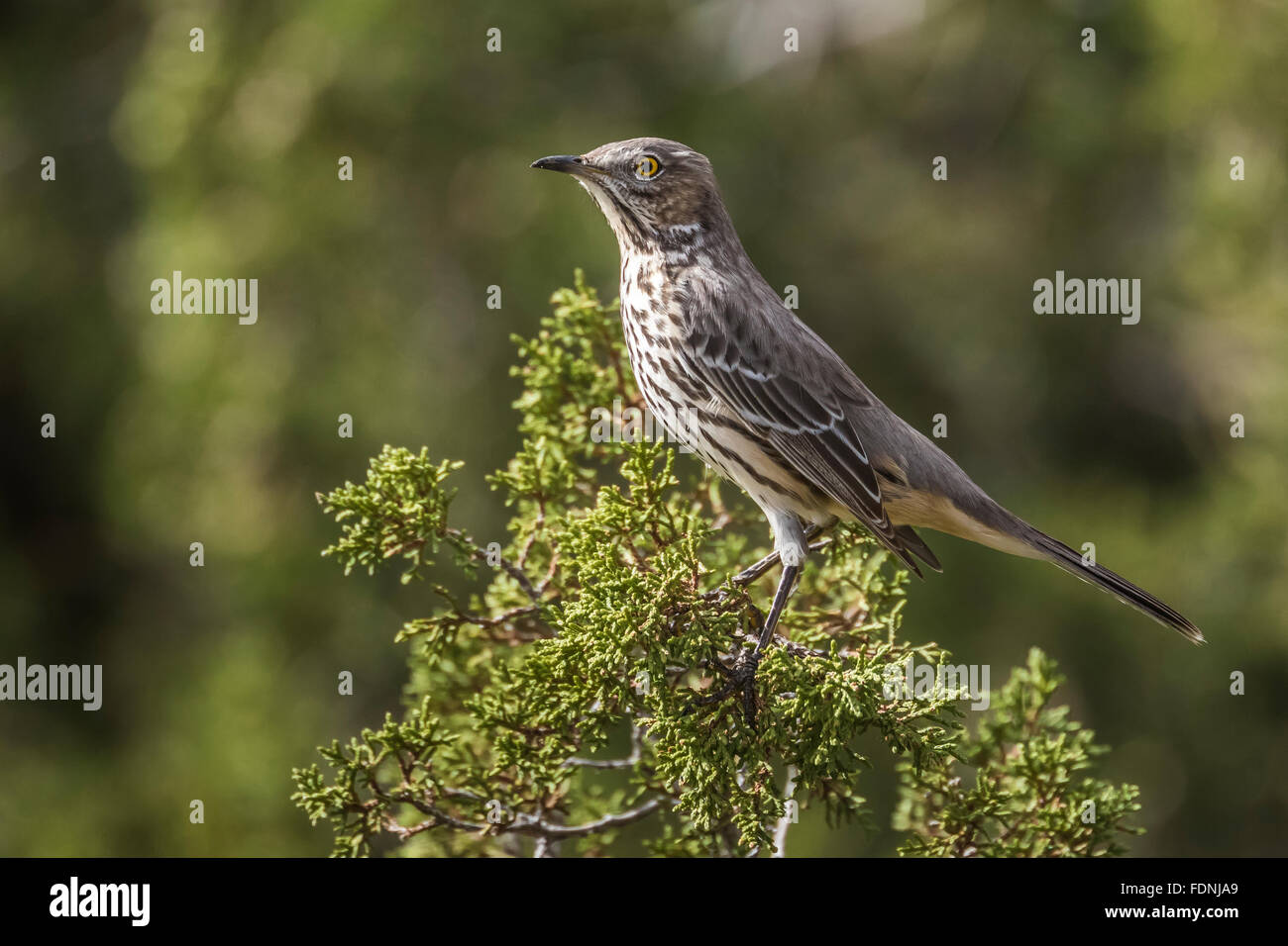 Juvenile Northern Mockingbird, Mimus polyglottos, perched on Alligator