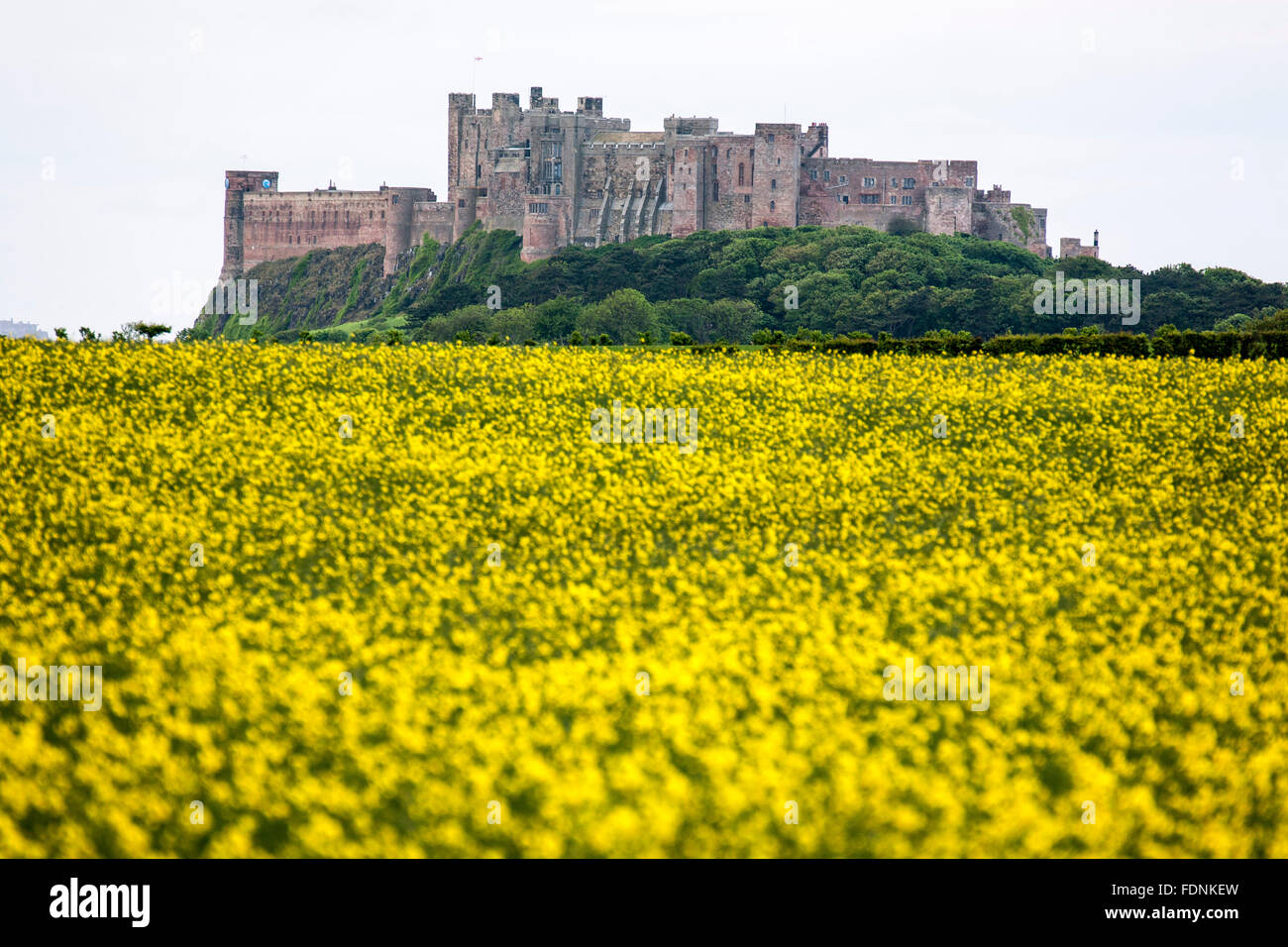 Bamburgh Castle and rapeseed plant (Brassica napus) field, Bamburgh, England, United Kingdom Stock Photo