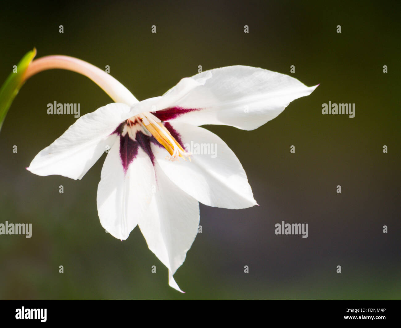 Gladiolus callianthus Stock Photo