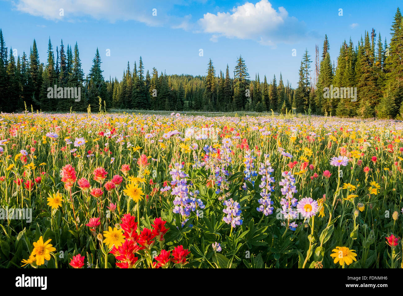 Wildflowers, Trophy Meadows, Wells Gray, Provincial Park, BC, Canada