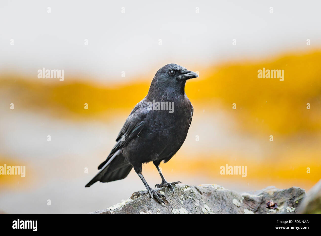 Wild raven on rocks on the shore of the pacific ocean Stock Photo