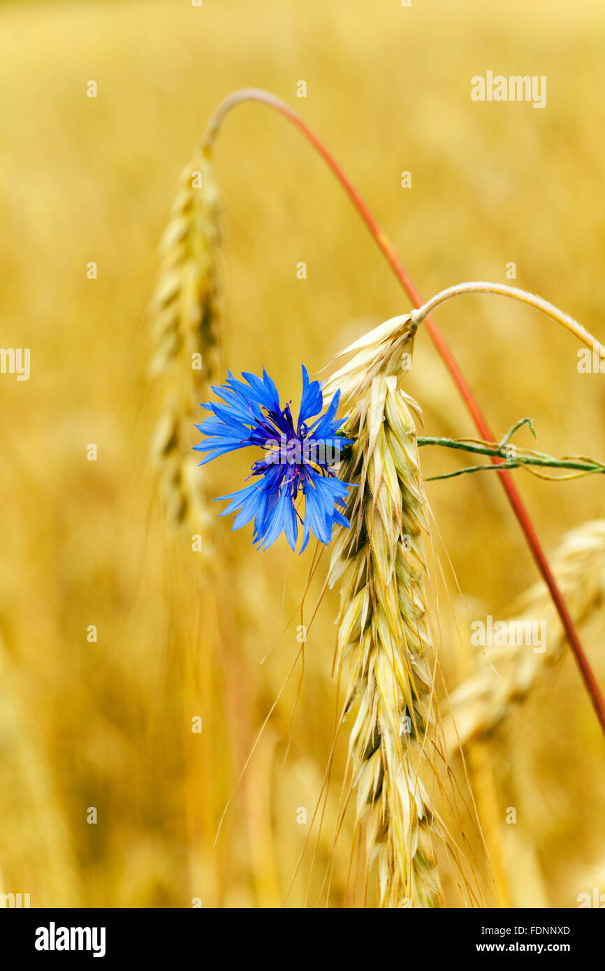 Cornflowers on cereal field hi-res stock photography and images - Alamy