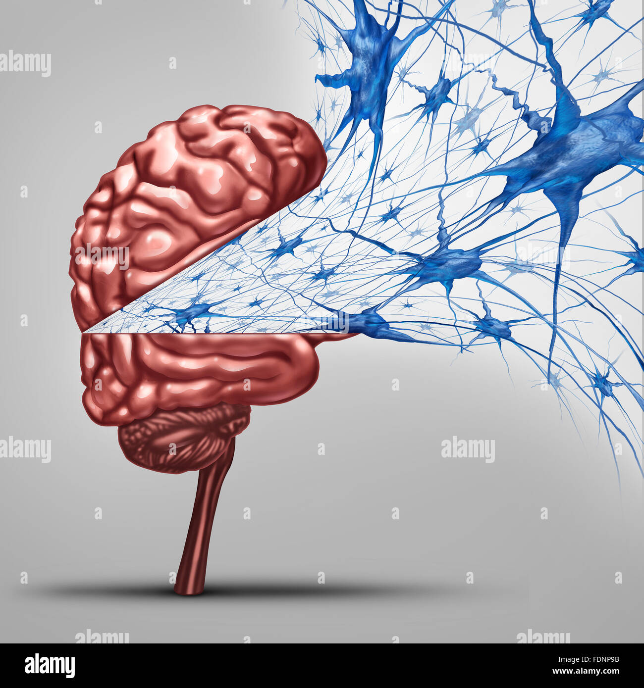 Brain neurons concept and human intelligence medical symbol represented by an open thinking organ with active neuron group with Stock Photo