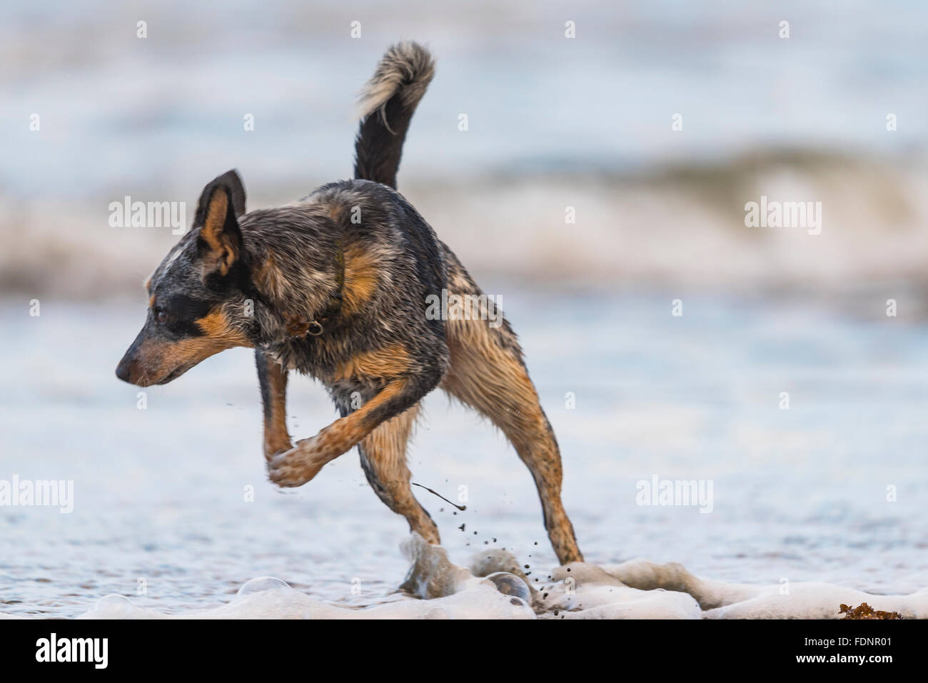 Blue Heeler puppy playing on the beach, Haida Gwaii Stock Photo