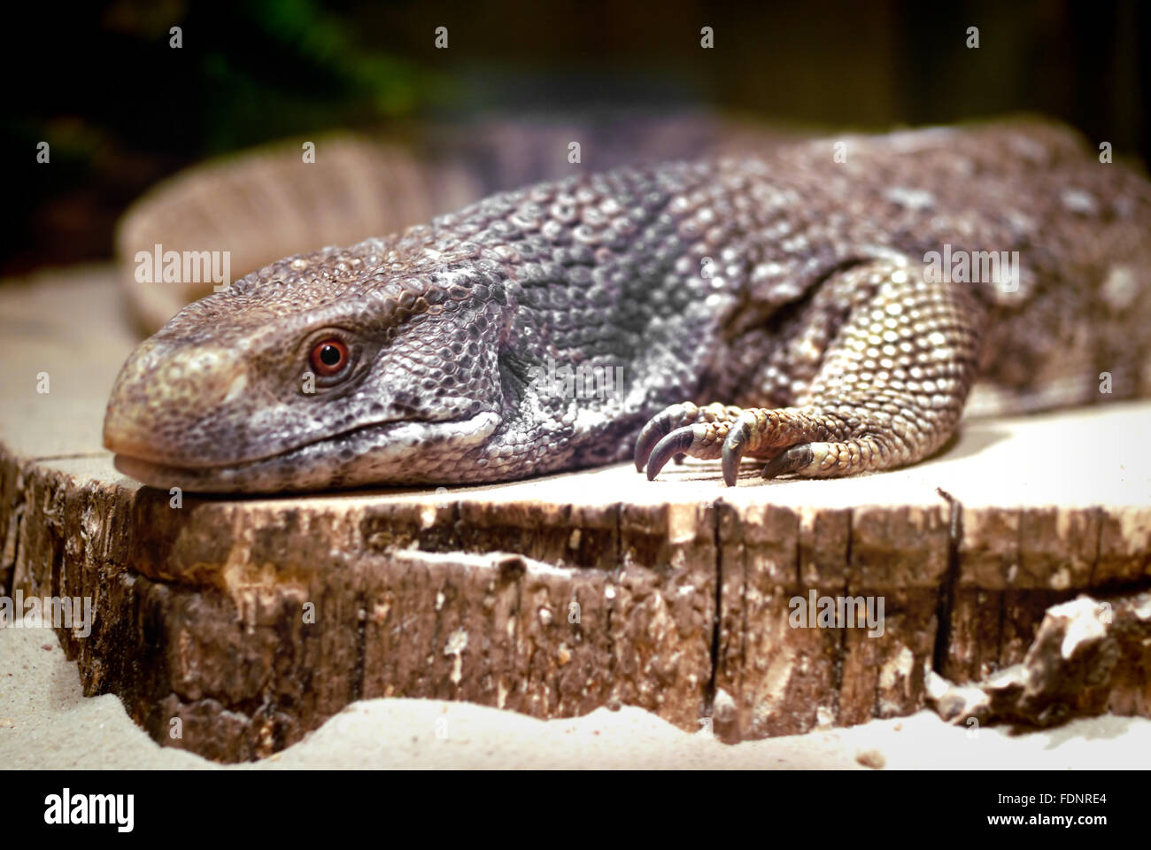 Monitor Lizard Stock Photo