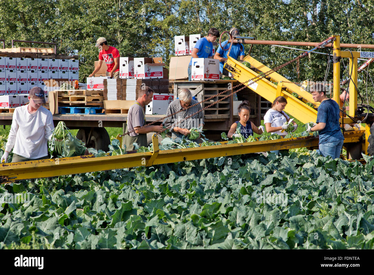 Farmer with family, crew harvesting broccoli crowns, packing & stacking boxes. Stock Photo