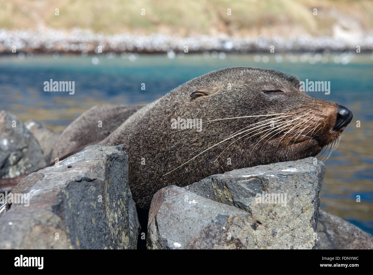 Fur seal resting on rocks, New Zealand Stock Photo Alamy