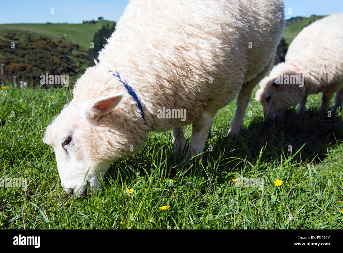 Detail of two beautiful sheep grazing on green meadow Stock Photo - Alamy