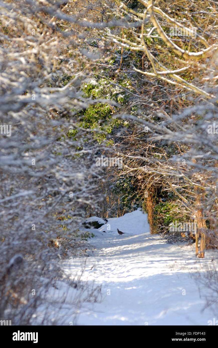 Pheasant in the snow Stock Photo