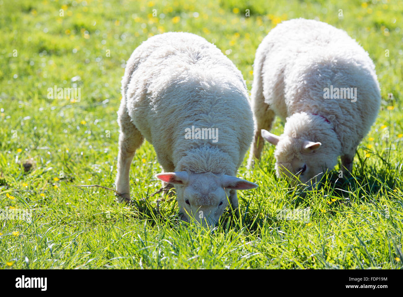 Two beautiful sheep grazing on green meadow Stock Photo - Alamy