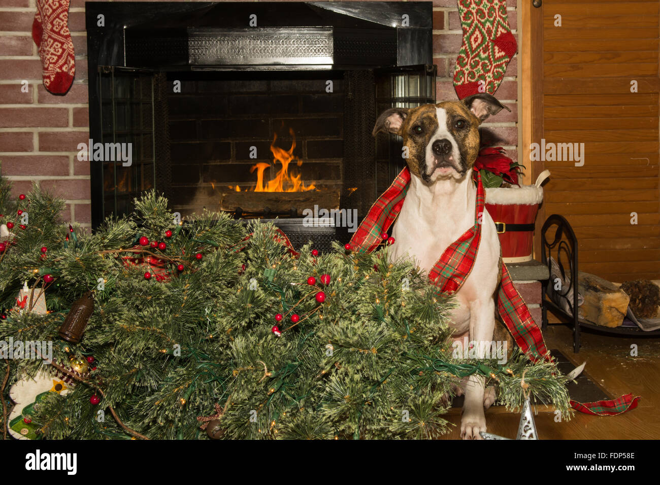 Dog destroys christmas tree hi-res stock photography and images - Alamy, image size:1300x956