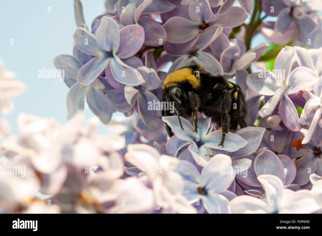 Bumble bee pollinating Lilac blooms Stock Photo