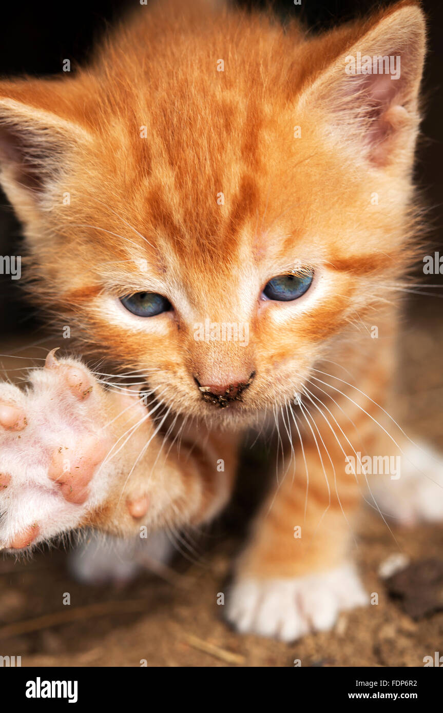 Kitten attack Stock Photo