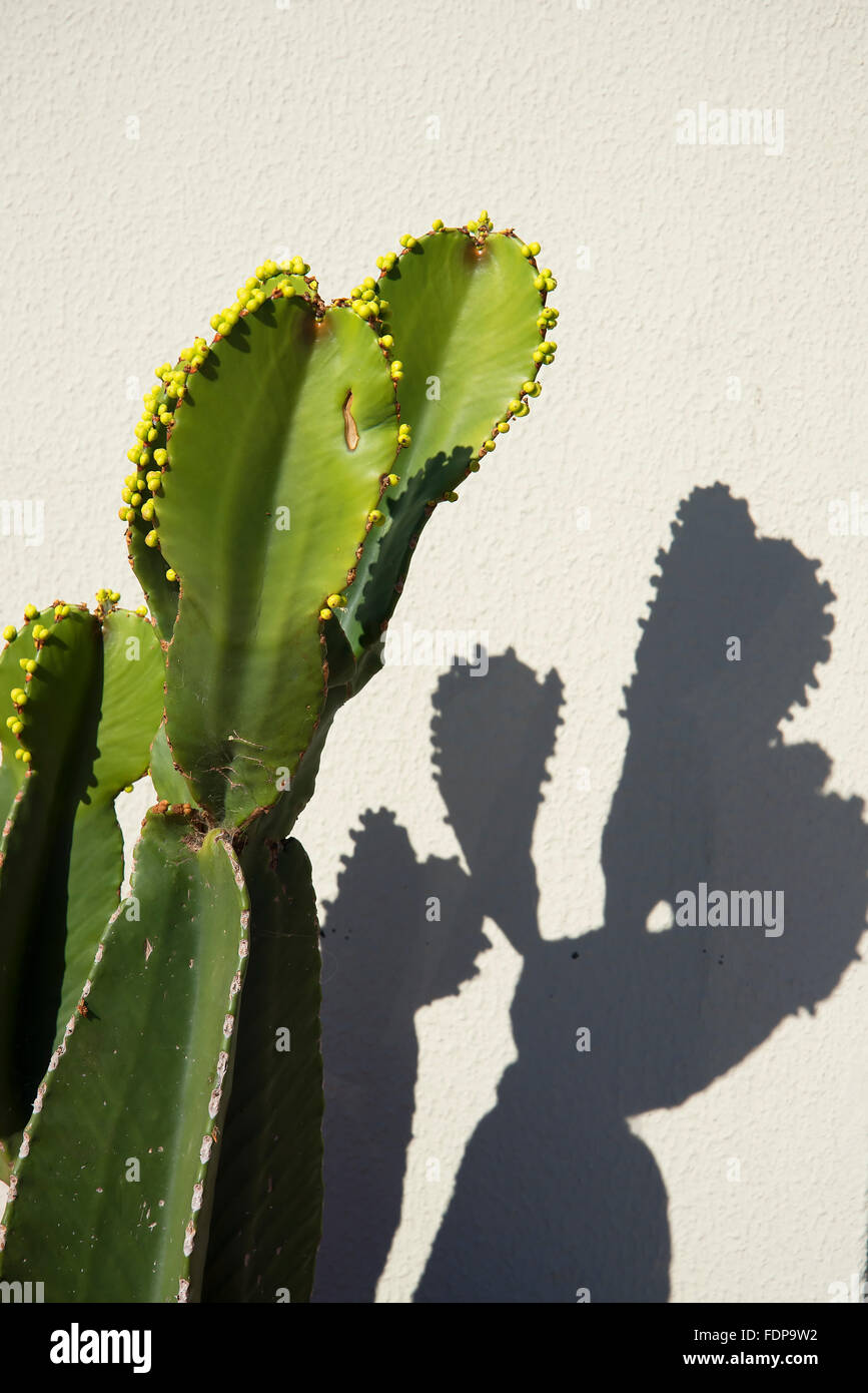 cactus america South American Saguaro main image 0